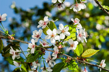 Apple tree blossom flowers
