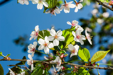 Apple tree blossom flowers