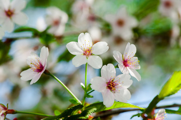 Apple tree blossom flowers