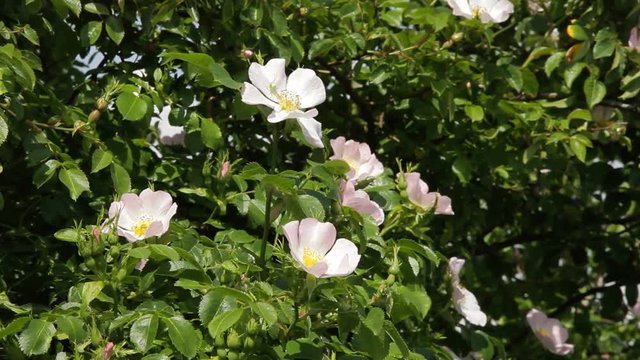 Flowers of dog-rose (rosehip) growing in nature - Stock Video