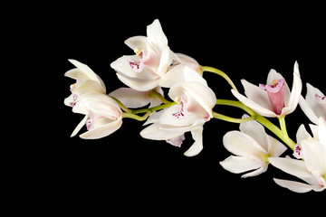 pink orchids on the dark background