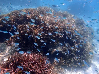 Gordijnen シュノーケリング　日本　沖縄 © cassis