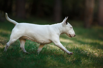 Fototapeta premium Dog Bull Terrier walking in the park