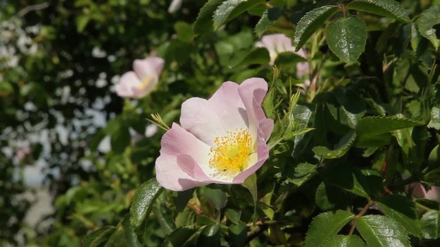 Flowering wild rose. Flowers of dog-rose (rosehip) growing in nature.
