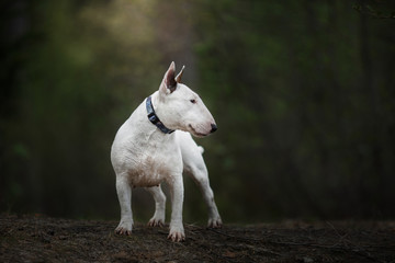 Dog Bull Terrier walking in the park