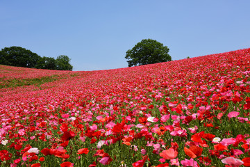 ポピー畑/Poppy field
