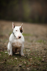 Fototapeta premium Dog Bull Terrier walking in the park