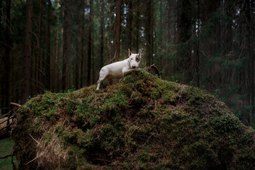 Obraz premium Dog Bull Terrier walking in the park
