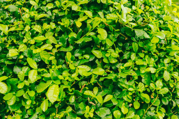 vintage tone of green nature background, Nature leaf.