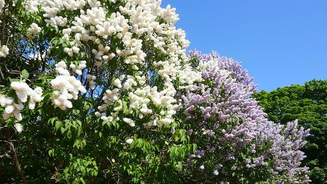 Lilac bushes in the Park
