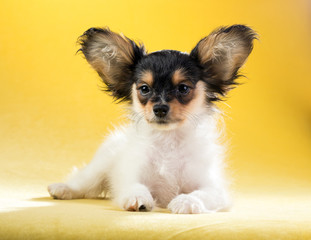 Portrait of a Papillon puppy
