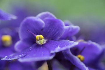 Usambaraveilchen violett gelb Freigestellt