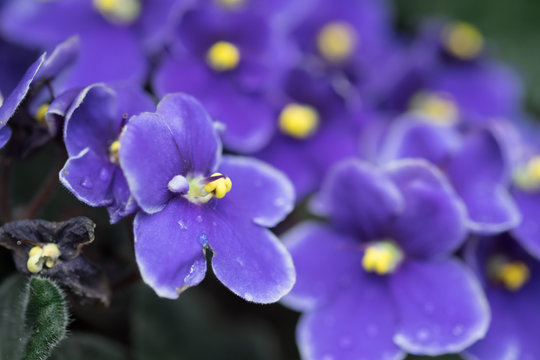 Usambaraveilchen violett gelb Freigestellt