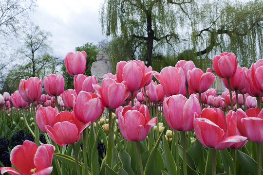 Fototapeta Tulipany