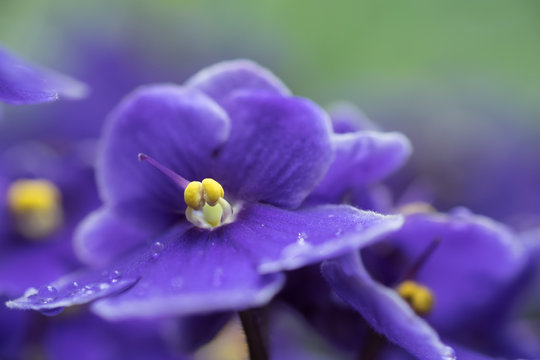 Usambaraveilchen violett gelb Freigestellt