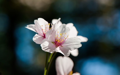 Apple tree blossom flowers