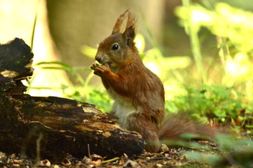 Eichhörnchen