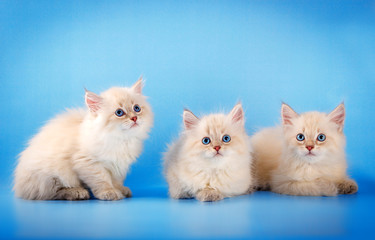 Three Neva masquerade kittens on blue background