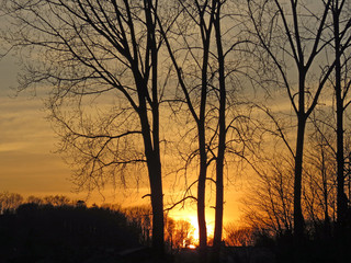 Trees silhouetted by the setting sun.