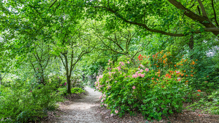 Blooming Rhododendrons in a public park
