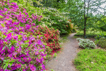 Blooming Rhododendrons in a public park