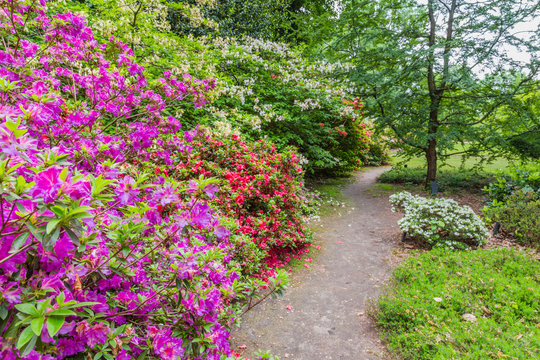 Blooming Rhododendrons in a public park