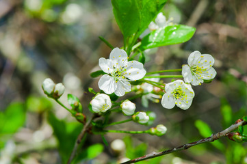 Apple tree blossom flowers