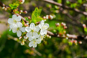 Apple tree blossom flowers