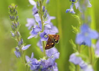 Butterfly sitting on a blue Veronica