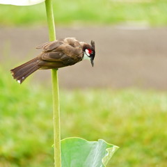 Ile Maurice- oiseau, Bulbul orphée, Condé, passereau