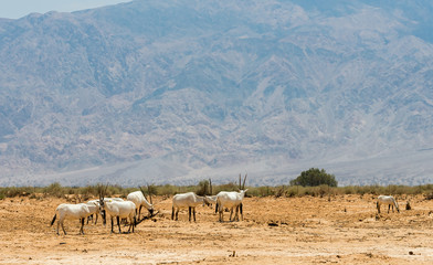 Fototapeta na wymiar Antelope, Arabian oryx (Oryx leucoryx) in desert nature reserve near Eilat, Israel