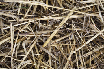 Texture hay closeup