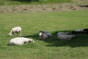 schafe auf der Wiese am weiden