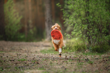 Dog Nova Scotia Duck Tolling Retriever walking in summer park