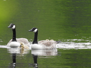 Adorable Canada goose goslings 