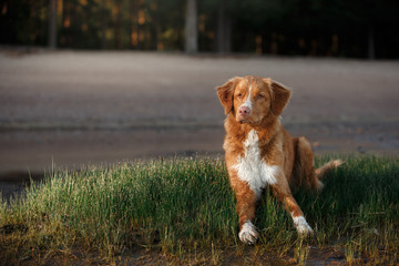 Dog Nova Scotia Duck Tolling Retriever walking in summer park