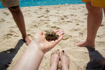 kleine Schildkröte auf der Hand am Strand, Tunesien