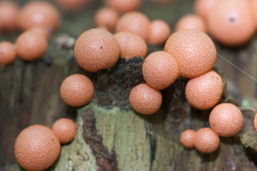 Lycogala epidendrum