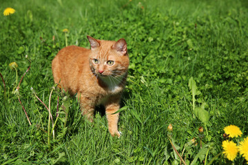 Naklejka na ściany i meble Red cat walking on the grass