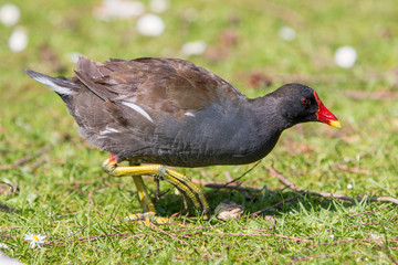 Teichralle oder Teichhuhn (Gallinula chloropus)