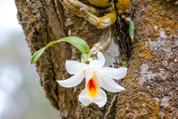 Dendrobium christyanum
