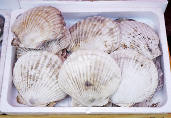 Scallop in the Morning market, Japan.