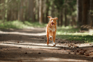 Dog Nova Scotia Duck Tolling Retriever walking in summer park