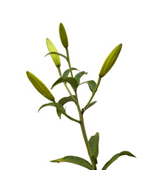 The branch of  lilies Oriental Hybrids  with buds  on a white ba