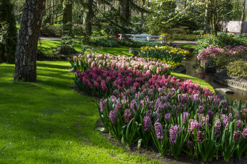 Flowers from Keukenhog gardens in Netherlands during spring time