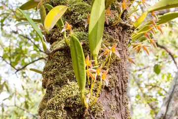 bulbophyllum