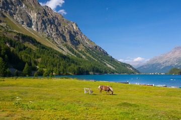 Fototapeta na wymiar Lake Sils - lake in Switzerland.