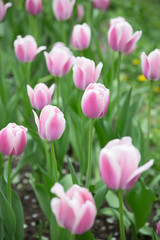 Bright tulip flowers. Selective soft focuse and boke on background