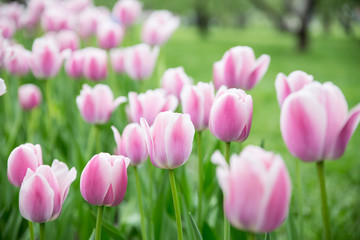 Bright tulip flowers. Selective soft focuse and boke on background