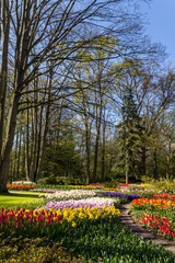 Naklejka na ściany i meble Keukenhof tulipe garden in Netherlands during spring April 2016